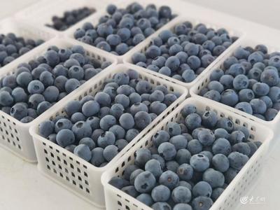 青島農(nóng)品調研記|④寶山藍莓之"新"見