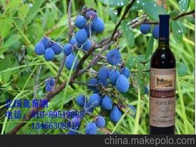 人生酒供應(yīng)商,價(jià)格,人生酒批發(fā)市場 